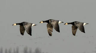 Barnacle Goose