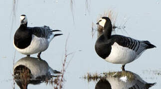 Barnacle Goose