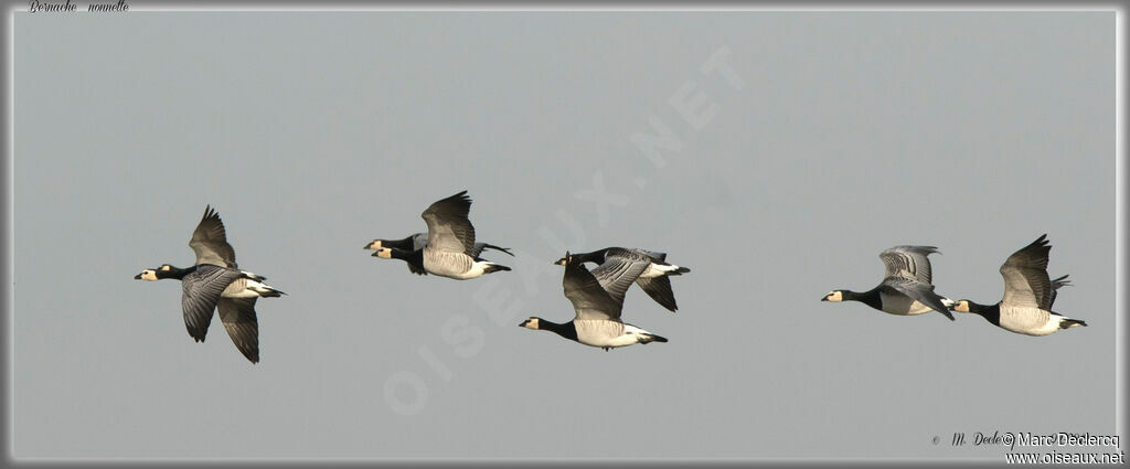 Barnacle Goose