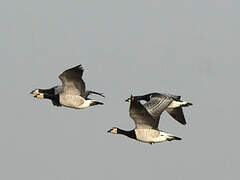 Barnacle Goose