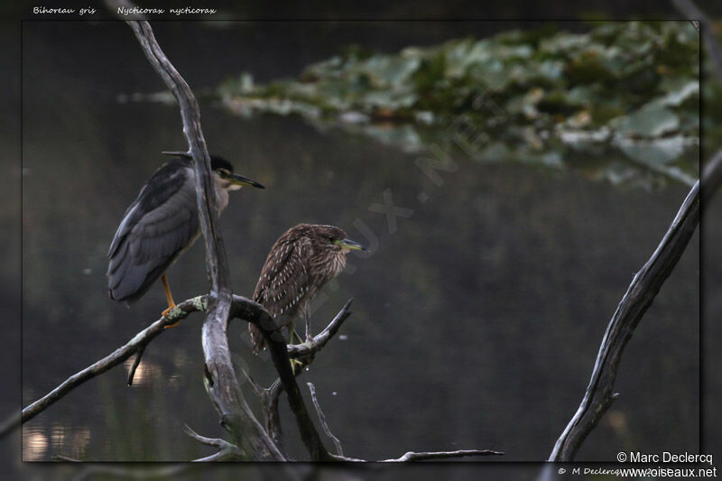 Black-crowned Night Heron