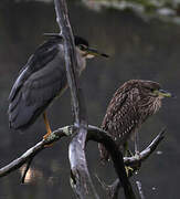 Black-crowned Night Heron