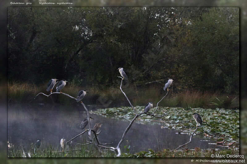 Bihoreau gris