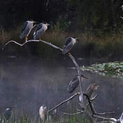 Black-crowned Night Heron