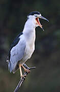 Black-crowned Night Heron