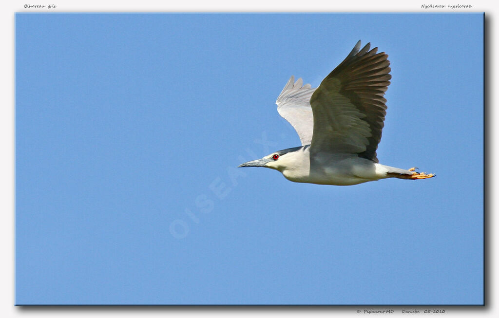 Black-crowned Night Heron