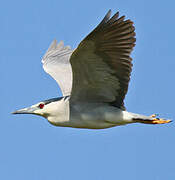 Black-crowned Night Heron