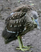 Black-crowned Night Heron