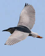 Black-crowned Night Heron