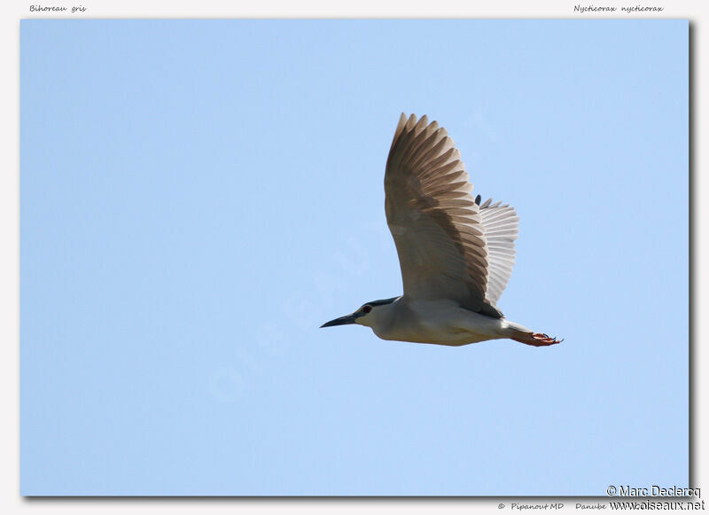 Black-crowned Night Heron, Flight