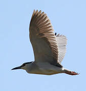 Black-crowned Night Heron