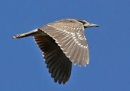 Black-crowned Night Heron