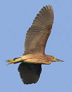 Black-crowned Night Heron