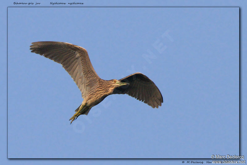 Black-crowned Night Heronjuvenile, Flight