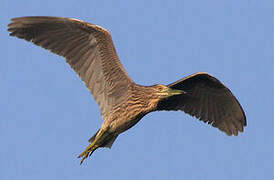 Black-crowned Night Heron