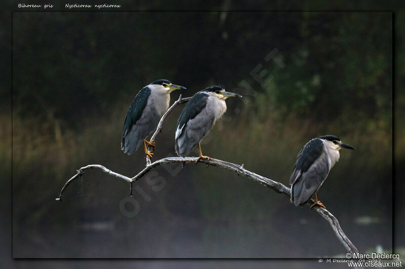 Black-crowned Night Heron