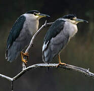 Black-crowned Night Heron