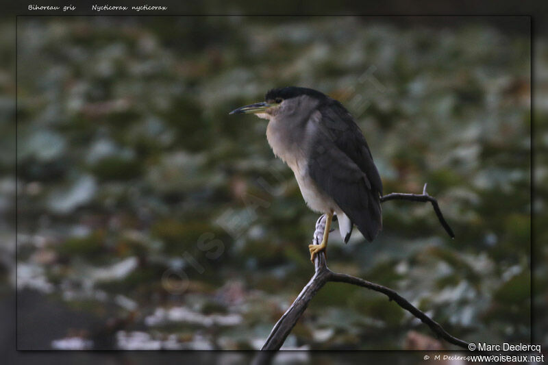 Black-crowned Night Heron