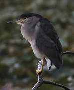 Black-crowned Night Heron