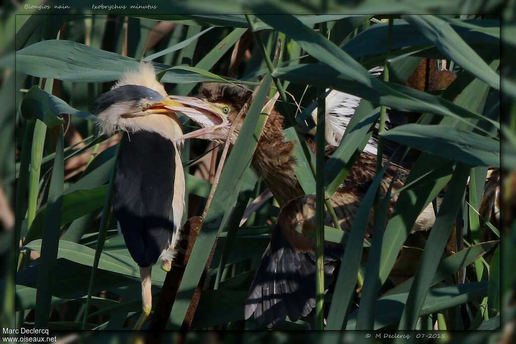 Little Bittern, feeding habits, eats, Reproduction-nesting, Behaviour