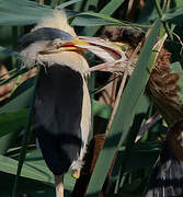 Little Bittern