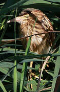 Little Bittern