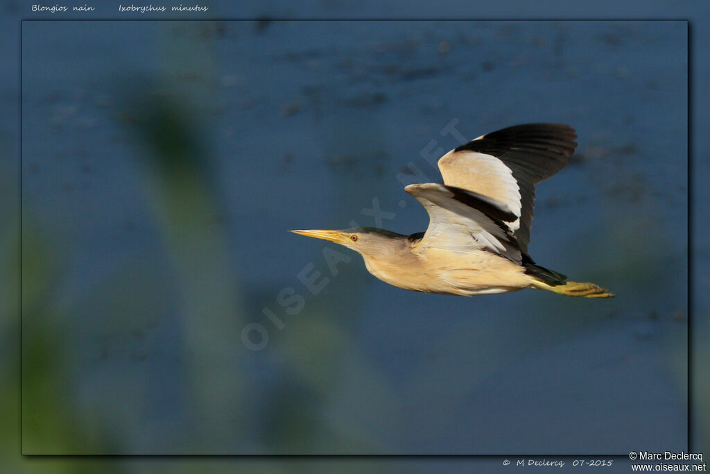 Little Bittern