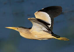 Little Bittern