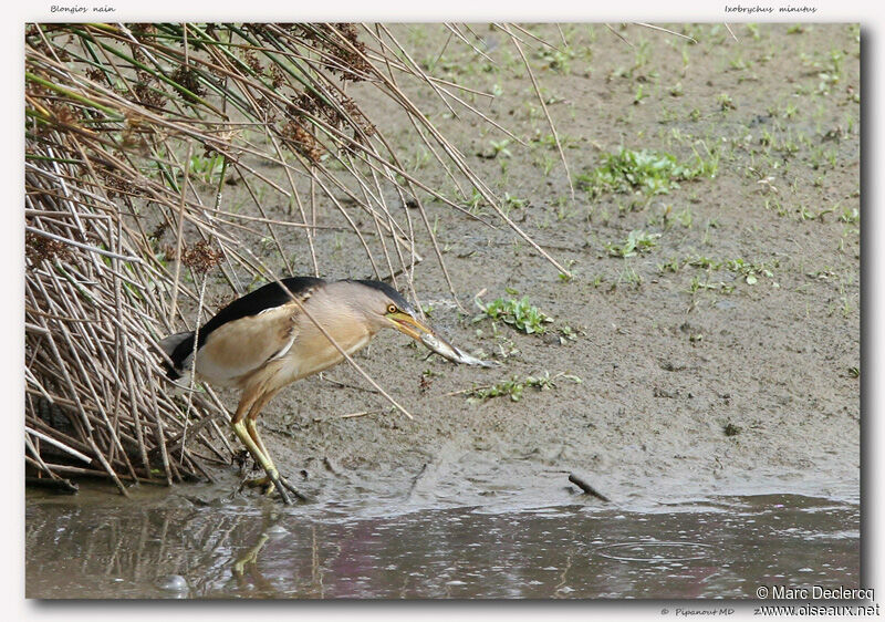 Blongios nain mâle adulte, identification, régime