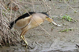 Little Bittern