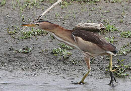 Little Bittern