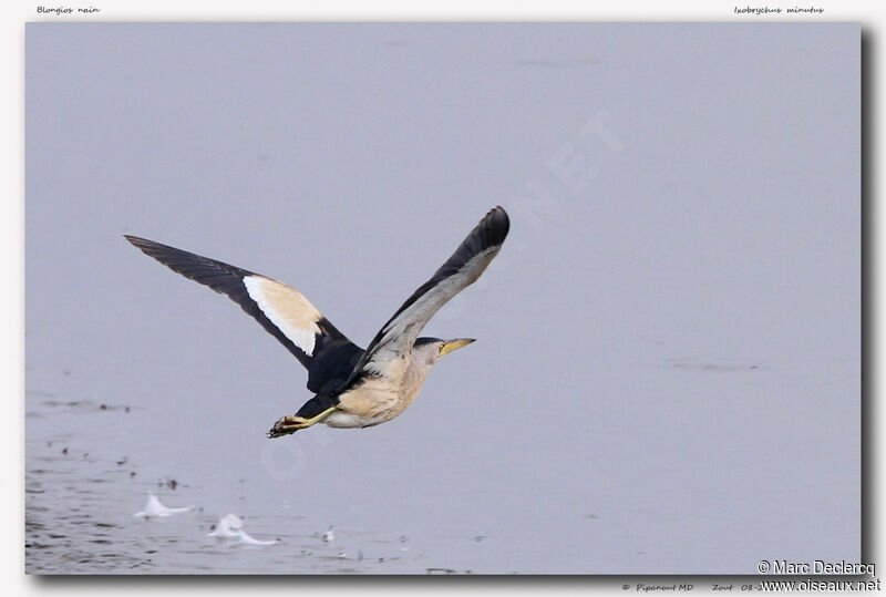 Little Bittern male adult, Flight