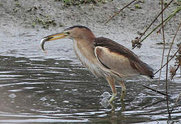 Little Bittern