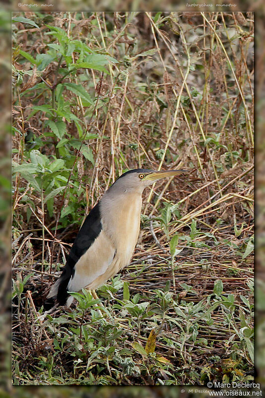 Blongios nain mâle, identification