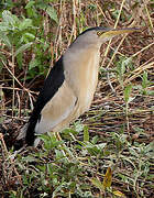 Little Bittern