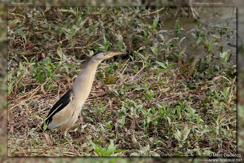 Blongios nain mâle adulte, identification