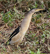 Little Bittern