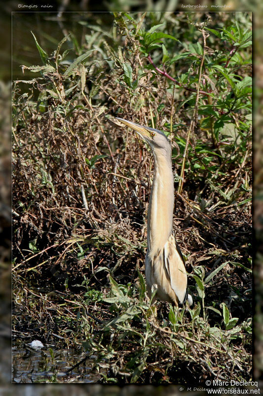 Little Bittern male adult, identification