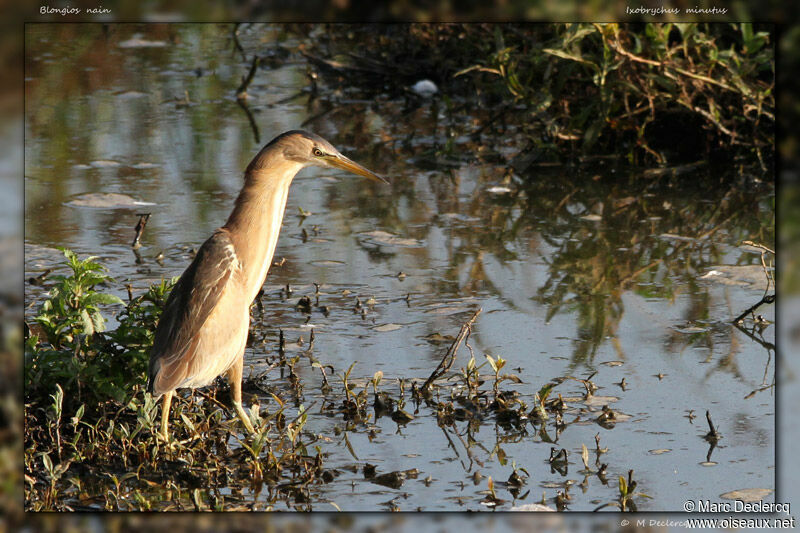 Little Bittern, identification