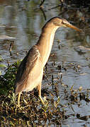 Little Bittern