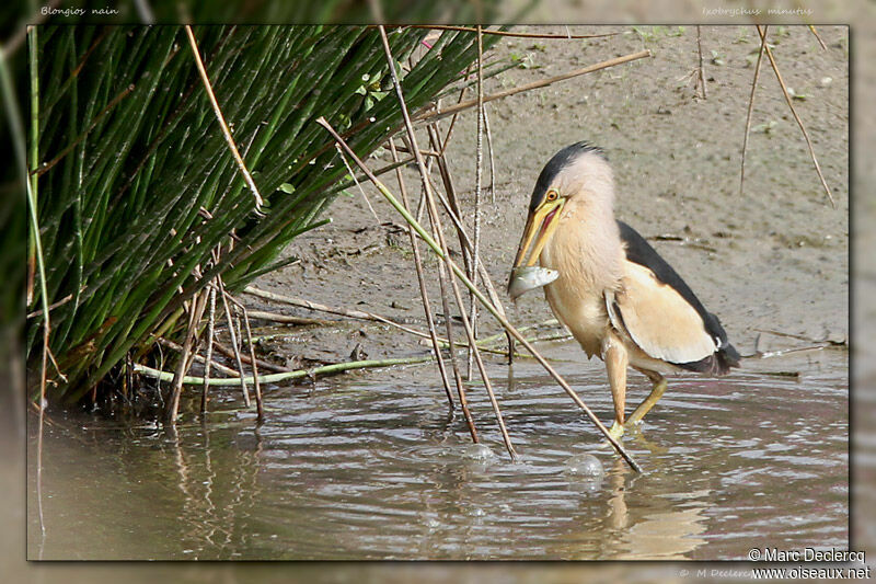 Little Bittern, identification, feeding habits