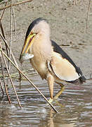 Little Bittern