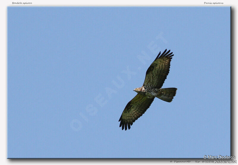 European Honey Buzzard, Flight