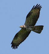 European Honey Buzzard