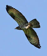 European Honey Buzzard