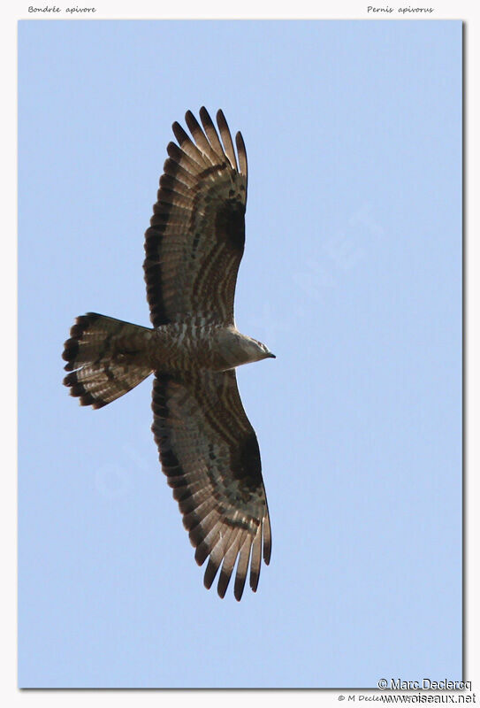 European Honey Buzzard, Flight