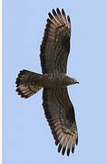 European Honey Buzzard