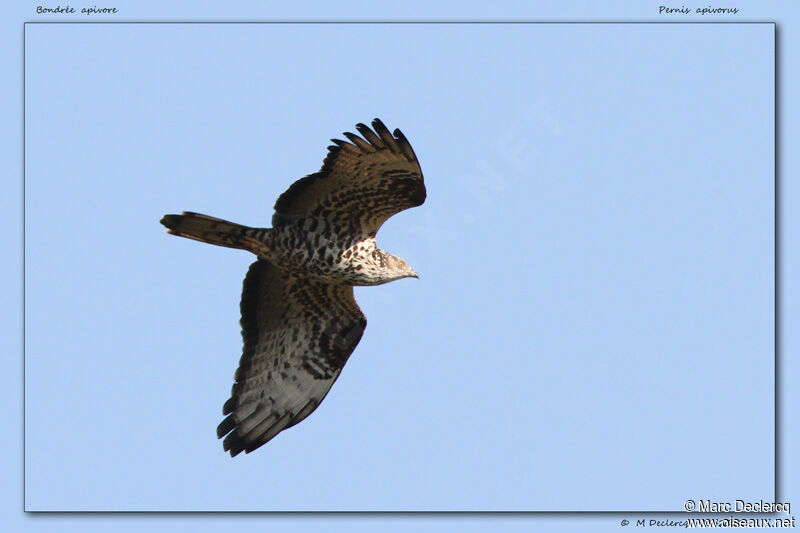 European Honey Buzzard, Flight