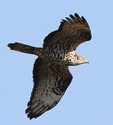 European Honey Buzzard