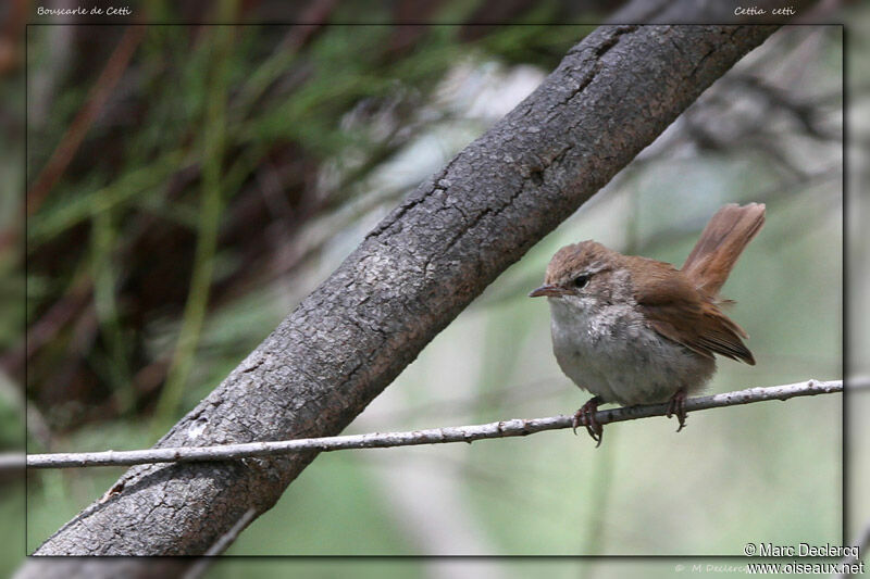 Bouscarle de Cetti, identification